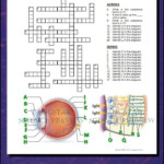 Help Students Learn And Remember The Parts Of The Eye Using This  - Easy On The Eye Crossword