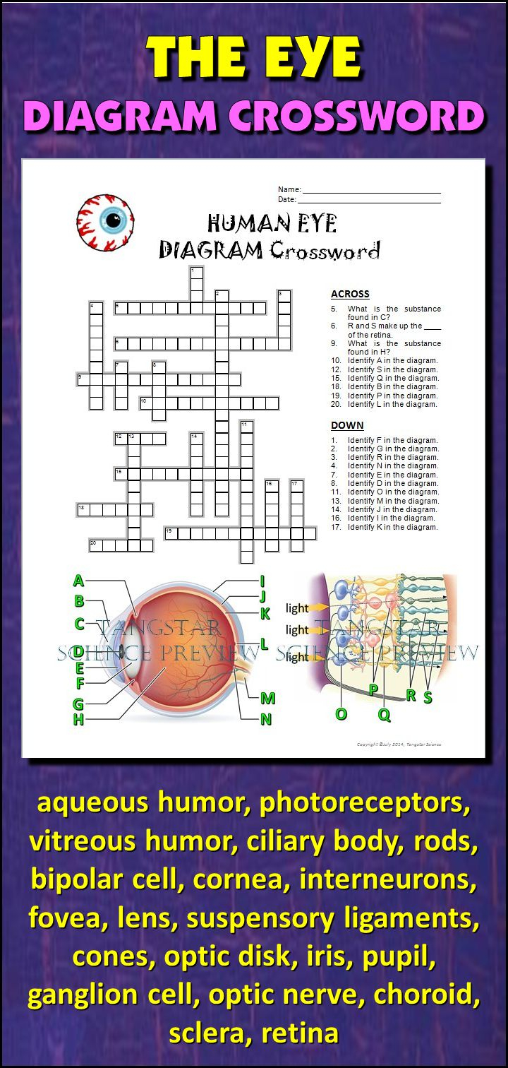 Help Students Learn And Remember The Parts Of The Eye Using This  - Easy On The Eye Crossword