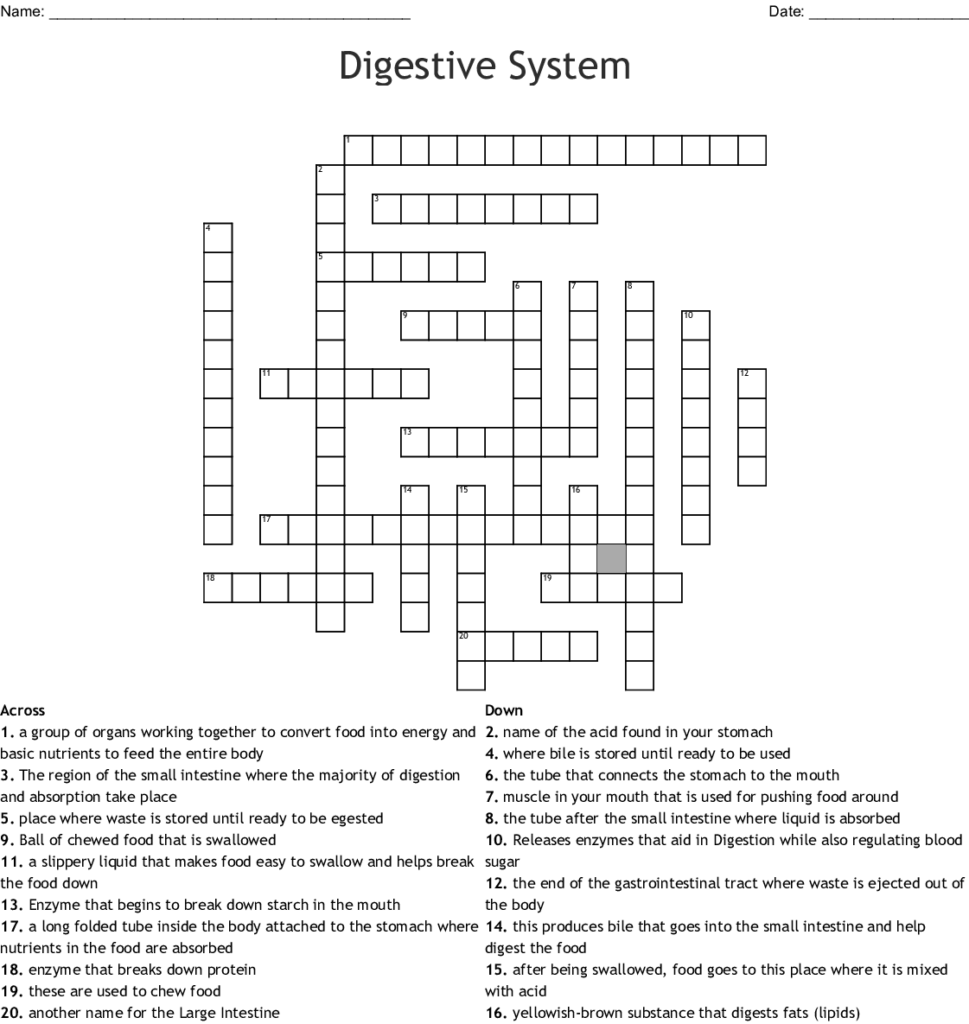 The Digestive System Crossword WordMint - Easy To Swallow Tube Of Medicine Crossword Clue