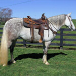 Pin On Horse Auction - Rides At An Easy Smooth Gait Crossword