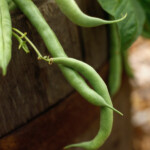 Growing Green Beans ThriftyFun - Something Easy Or What Crossword